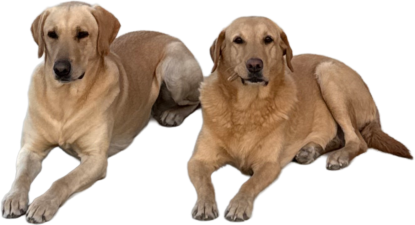 Hunting Dogs RhondaVoo and TBone